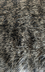 Cat Fur Patterns Texture - Cat Hair and fur BG