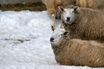 A closeup of a flock of woolly sheep staring forward with their eyes open wide and ears sticking upwards against a snowy background.  The ewes have a large thick coat of wool with bits of dirt.