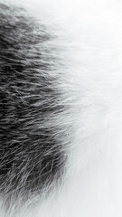 Cat Fur Patterns Texture for Background - BLACK and WHITE