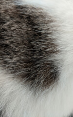Cat Fur Patterns Texture for Background