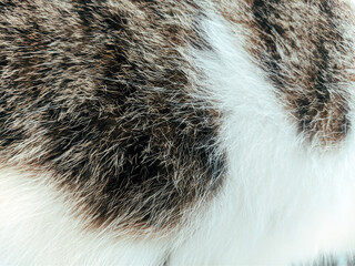 Cat's Fur On The Top - Fur Of Cat