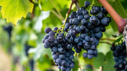 Exploring the Luscious Black Sweet Sapphire Grapes Amidst Victoria's Vineyards: A Delightful Blend o