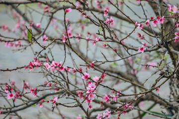 Flor da primavera