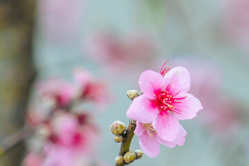 Flor da primavera