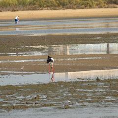 stork in front of the beach in Isla Christina in Andalusia