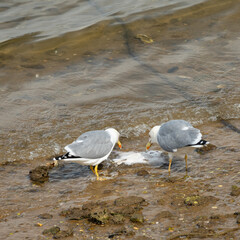 seagulls on a beach eating a fish