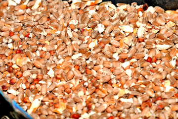 Bird food, grain in a closeup