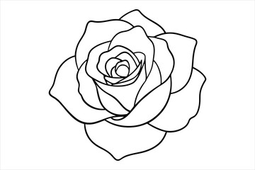 rose line art vector illustration