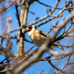 European Goldfinch (Carduelis carduelis) spotted in North County, Dublin, commonly found across Europe