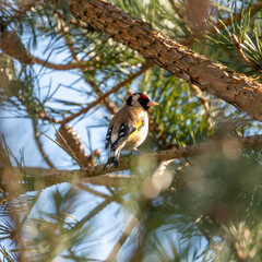 European Goldfinch (Carduelis carduelis) spotted in North County, Dublin, commonly found across Europe