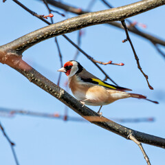 European Goldfinch (Carduelis carduelis) spotted in North County, Dublin, commonly found across Europe