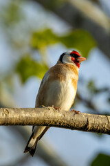 European Goldfinch (Carduelis carduelis) spotted in North County, Dublin, commonly found across Europe