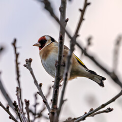 European Goldfinch (Carduelis carduelis) spotted in North County, Dublin, commonly found across Europe