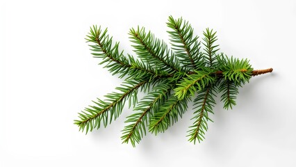 Small Green Pine Tree Branch for Holiday and Decor