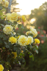 Blossoming Beauty: Flowers in the Garden