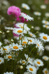 Blossoming Beauty: Flowers in the Garden
