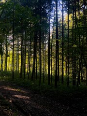 Naklejka premium autumn forest in the morning