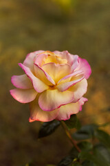 Blossoming Beauty: Flowers in the Garden