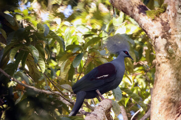 The western crowned pigeon (Goura cristata) is endemic to the lowland rainforests of northwestern New Guinea.