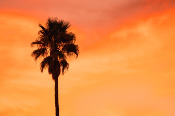 Silhouette of palm tree at sunset, beautiful background, concept, rest, vacation, day off, travel,...