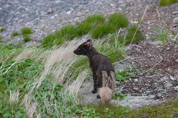 Russia Kuril Islands Arctic Fox