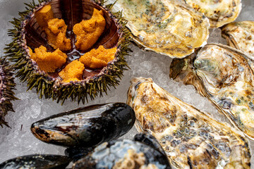 Sea urchin and oysters in shells close-up on ice.