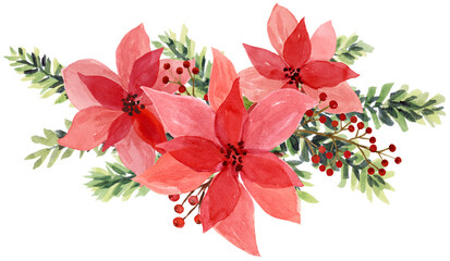 Christmas poinsettia composition watercolor hand painted with pine leaves and red berries, isolated white background, hand drawn and hand painted on paper 