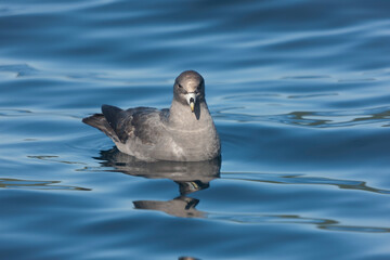 Russia Kuril Islands Albatross