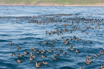 Russia Kuril Islands Great Auklet