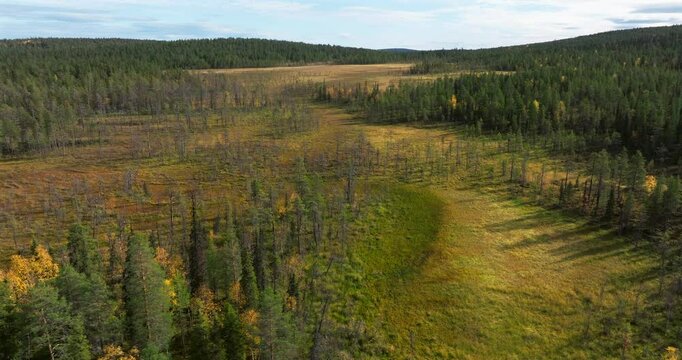 Aerial orbit above a bog in wilderness in autumn