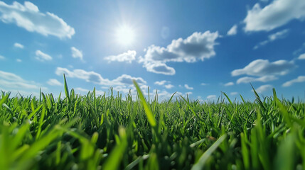 Fototapeta premium A lush, vibrant green field bathed in sunlight beneath a clear blue sky with scattered cumulus clouds, symbolizing the beauty and purity of nature.
