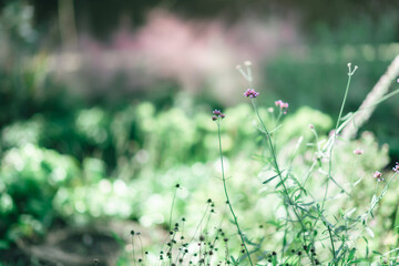 秋の公園の花と人物