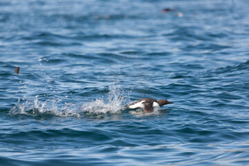 Fototapeta premium Russia Kuril Islands. Thick-billed Murre