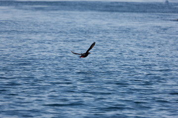 Russia Kuril Islands Albatross in Flight