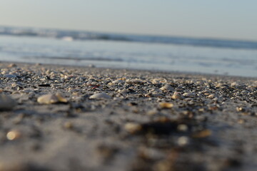 sea shells