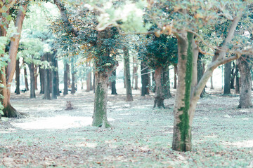 秋の公園の花と人物