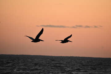 sunset birds