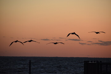 sunset birds