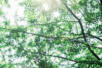 秋の公園の花と人物