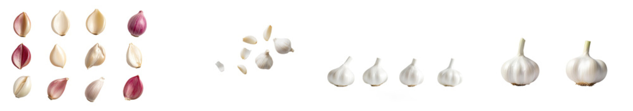 A whole fresh garlic head with a clove segment isolated on a transparent background.