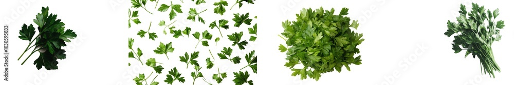 Poster An isolated white background with a depth of field of full parsley