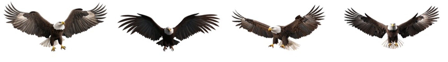 The bald eagle (Haliaeetus leucocephalus) is flying in motion and landing on a transparent background, which is a photorealistic illustration.