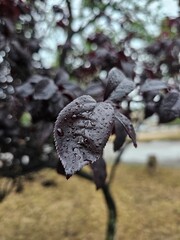 Hoja púrpura con gotas de lluvia en primer plano