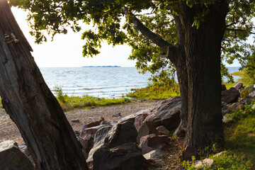 Landscape with trees on the seashore. In the foreground are trunks and branches of oak trees. Coast of the Gulf of Finland of the Baltic Sea. Dubki Park, Sestroretsk, Saint Petersburg, Russia.