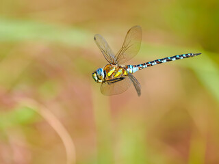  Southern migrant hawker dragonfly, Aeshna affinis, in flight 