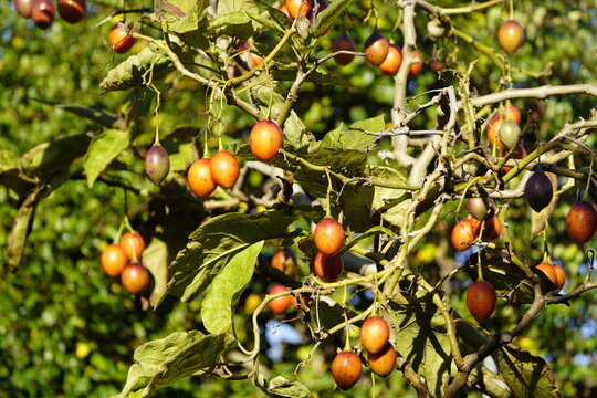 Tamarillo or tree tomato (Solanum betaceum, syn.: Cyphomandra betacea (cav.) Hanover Berggarten, Germany.


