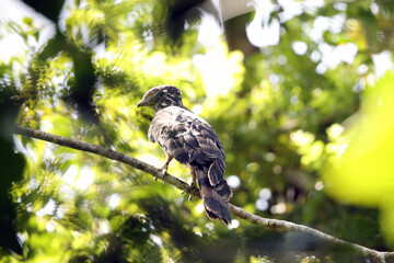The long-tailed honey buzzard (Henicopernis longicauda) is a bird of prey in the family Accipitridae. It is found in New Guinea.