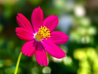 The beauty of the red flower of Cosmos bipinnatus