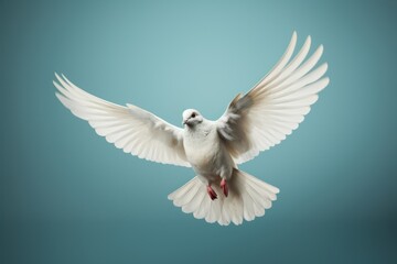 Obraz premium Animal flying bird dove.