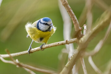 Une mésange bleue sur une brindille à contre-jour les plumes dans le vent